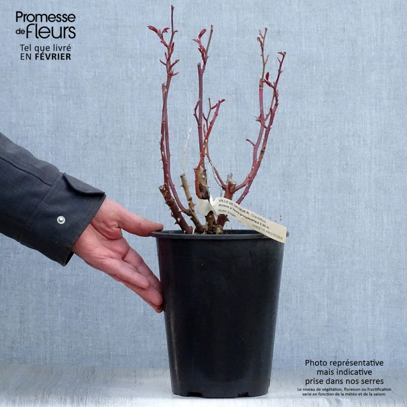 Spécimen de Rosier à fleurs groupées Ville de Saumur Pot de 4L/5L tel que livré en hiver