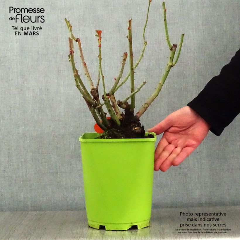 Spécimen de Rosier à grandes Fleurs Oriental Peace Pot de 4L/5L tel que livré en hiver