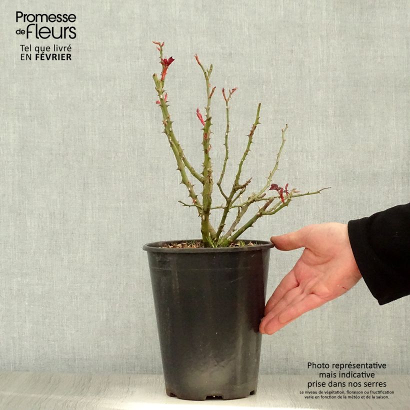 Spécimen de Rosier à grandes fleurs Alissar Princess of Phoenicia Pot de 4L/5L tel que livré en hiver