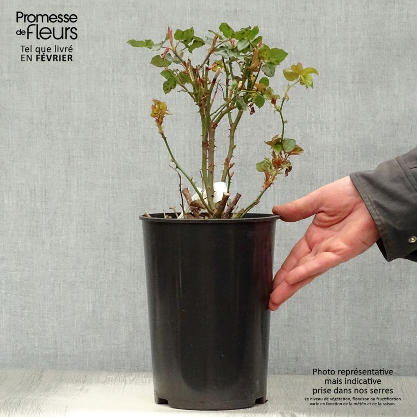 Spécimen de Rosier à grandes fleurs Anastasia Pot de 4L/5L tel que livré en hiver