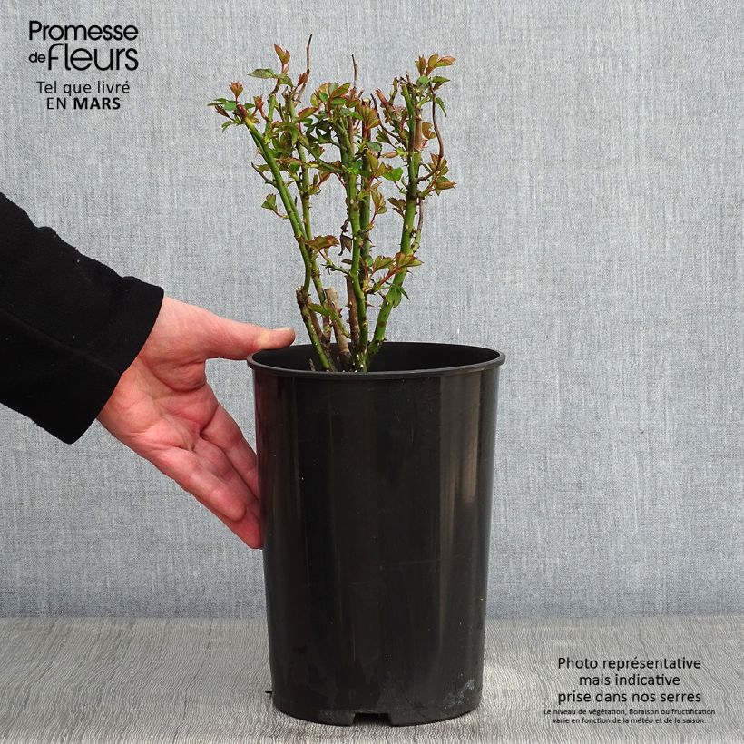 Spécimen de Rosier à grandes fleurs Annapurna Pot de 4L/5L tel que livré en hiver