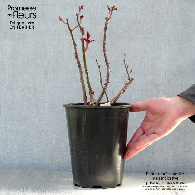 Spécimen de Rosier à grandes fleurs Anne Vanderlove Pot de 4L/5L tel que livré en hiver