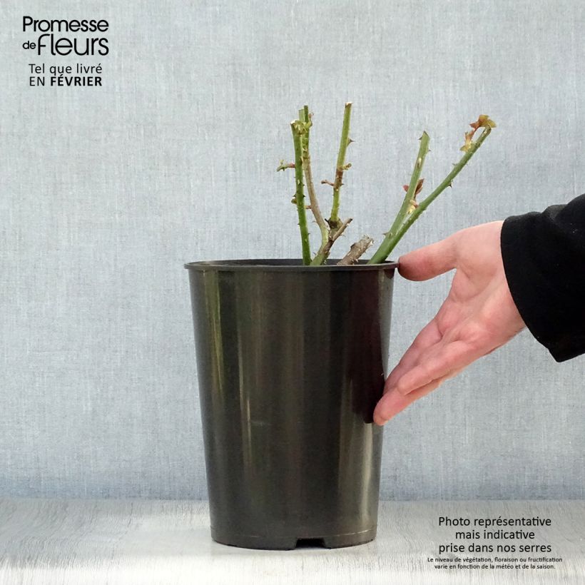 Spécimen de Rosier à grandes fleurs Astrid Gräfin von Hardenberg (Nuit de Chine) Pot de 4L/5L tel que livré en hiver
