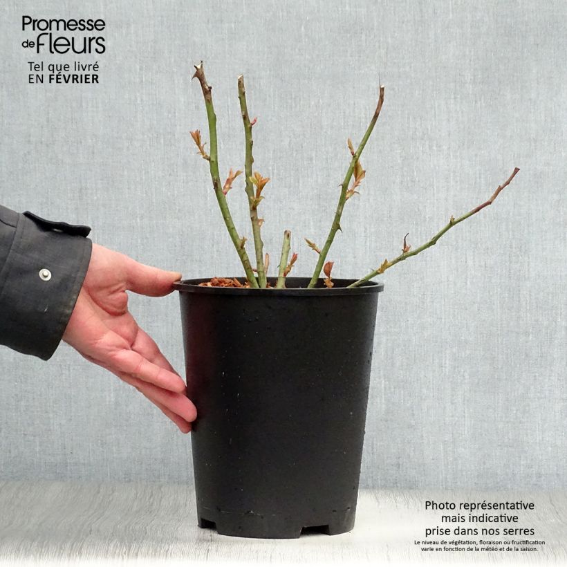 Spécimen de Rosier à grandes fleurs Barbados Pot de 4L/5L tel que livré en hiver