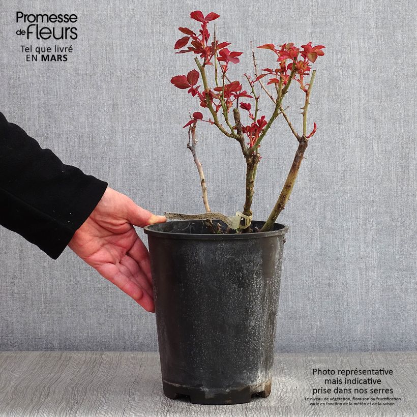 Spécimen de Rosier à grandes fleurs Belle du Seigneur Pot de 4L/5L tel que livré en hiver