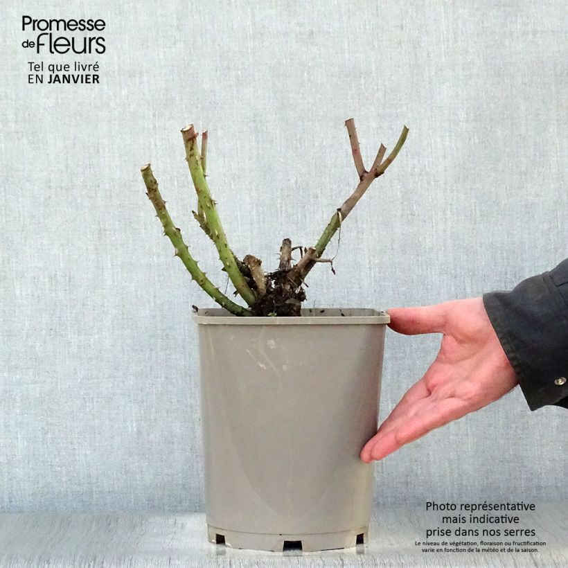 Spécimen de Rosier à grandes fleurs Belles Rives Pot de 4L/5L tel que livré en hiver