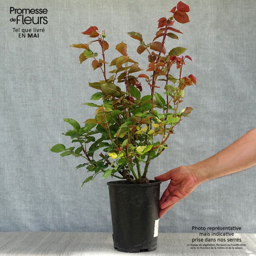 Spécimen de Rosier à grandes fleurs Bernadette Lafont  Pot de 4L/5L tel que livré au printemps