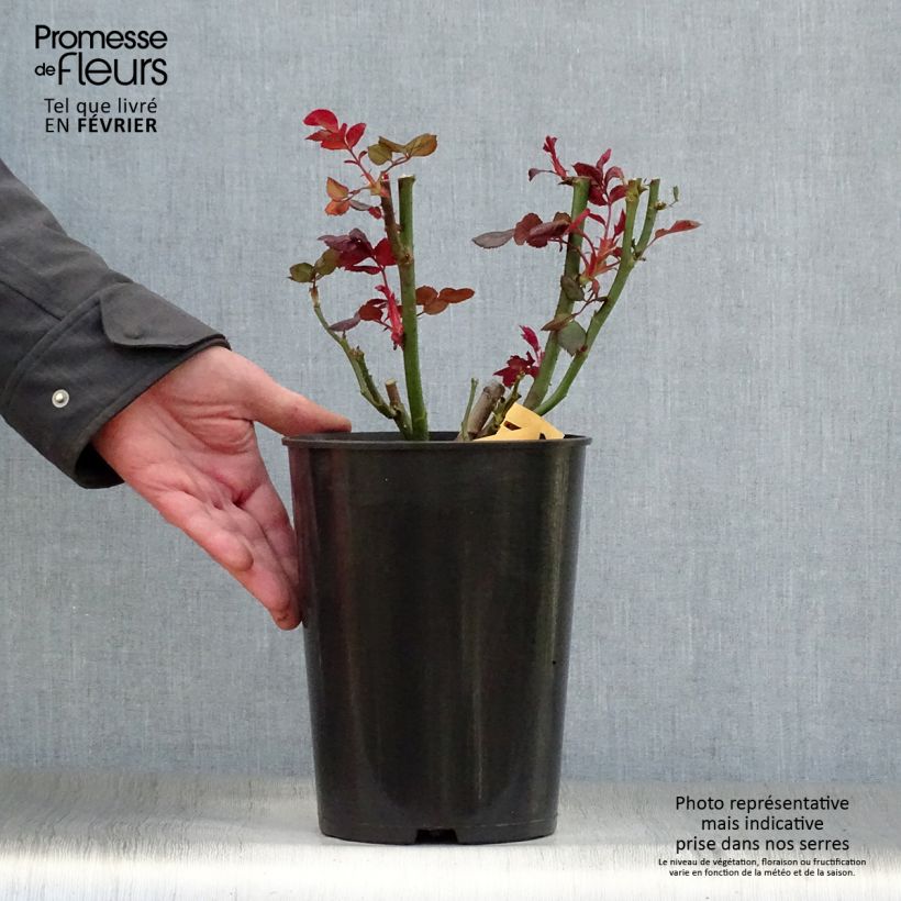 Spécimen de Rosier à grandes fleurs Black Baccara Pot de 4L/5L tel que livré en hiver