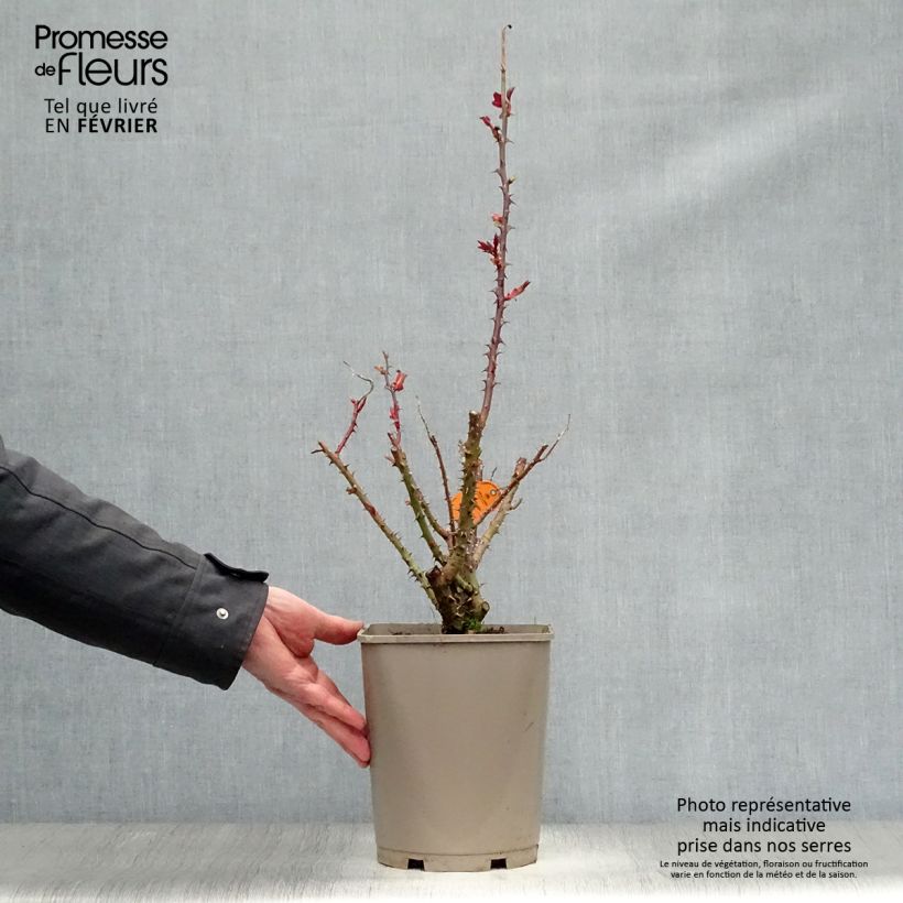 Spécimen de Rosier à grandes fleurs Bolshoï Pot de 4L/5L tel que livré en hiver