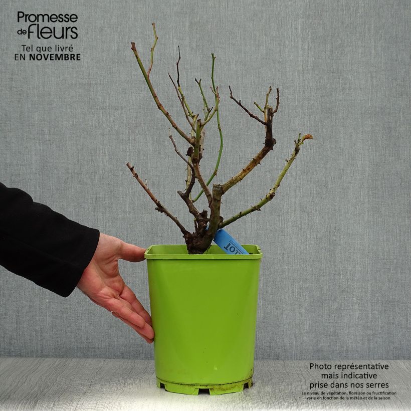 Spécimen de Rosier à grandes fleurs Bossuet Aigle de Meaux Pot de 4L/5L tel que livré en automne