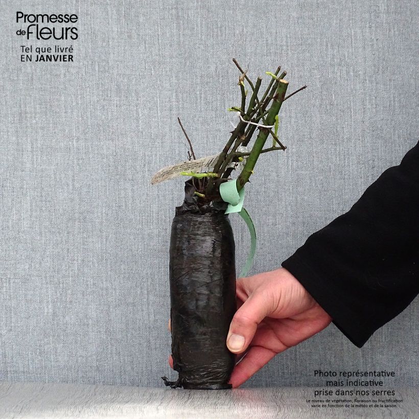 Spécimen de Rosier à grandes fleurs Candlelight Racines nues en motte tel que livré en hiver