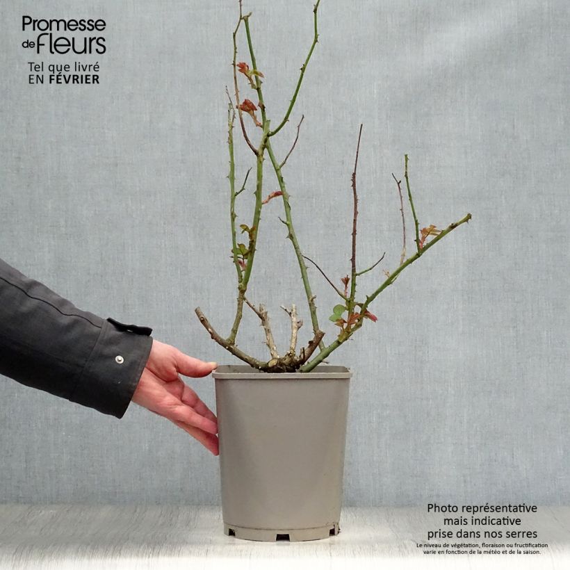 Spécimen de Rosier à grandes fleurs Catherine Deneuve Pot de 4L/5L tel que livré en hiver