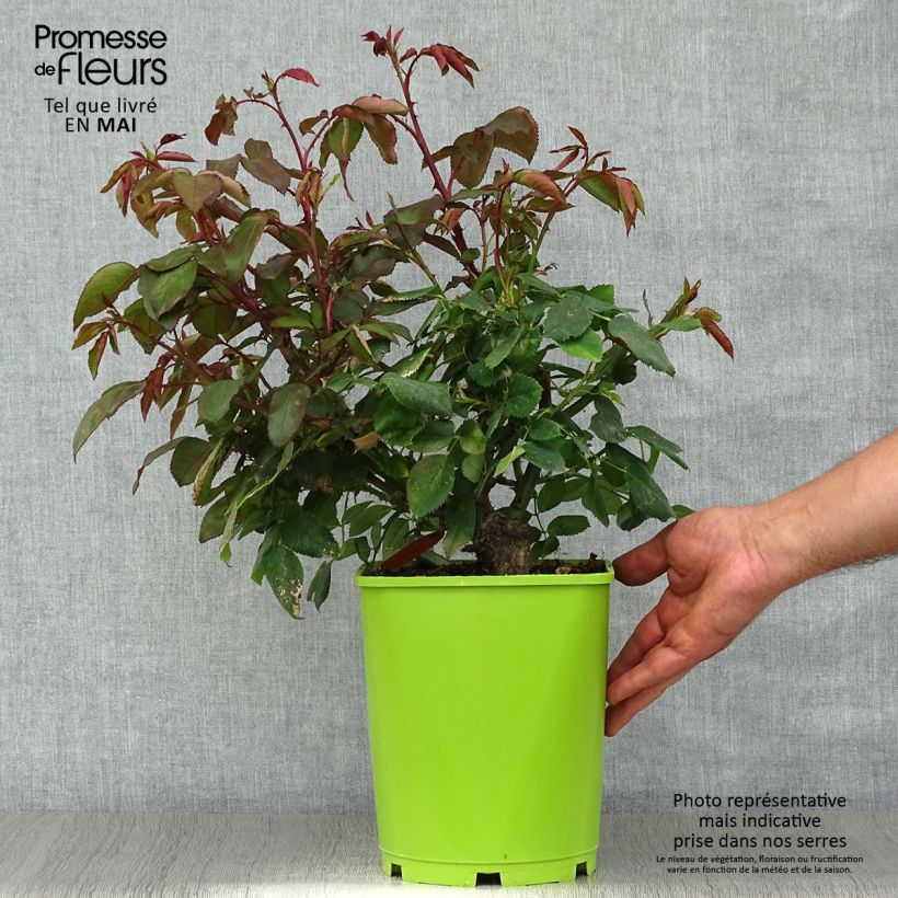 Rosa Catherine Deneuve - Rose ibrida di tea Vaso da 4L/5L esemplare consegnato in primavera