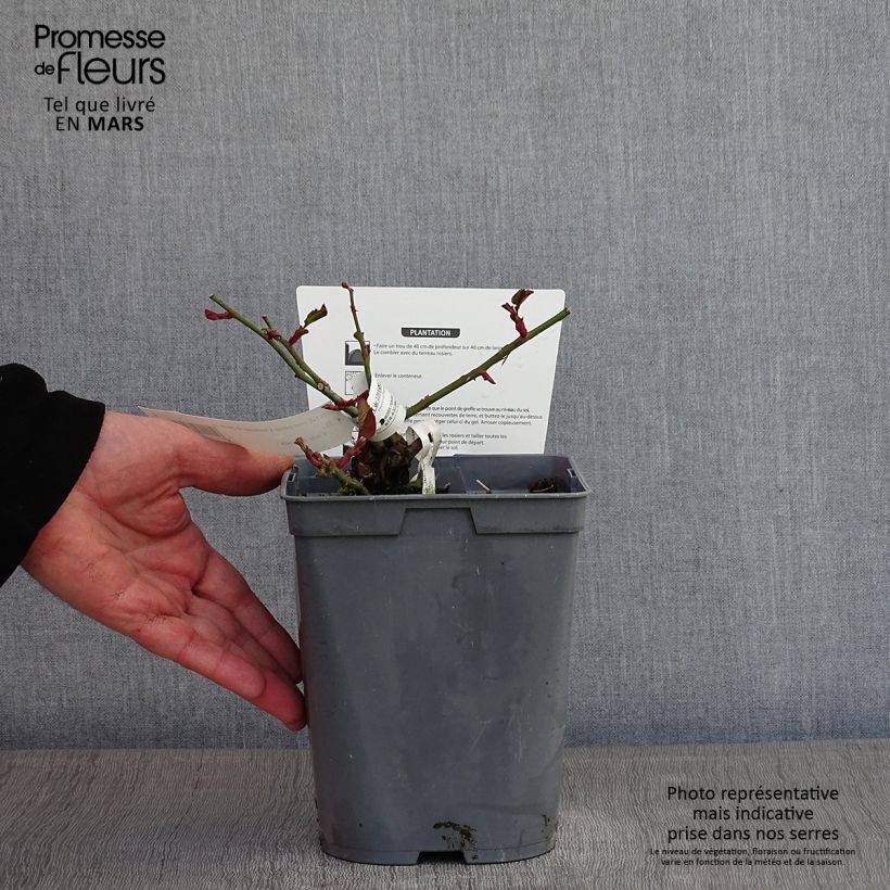 Spécimen de Rosier à grandes fleurs Chartreuse de Parme Pot de 3L/4L tel que livré en hiver