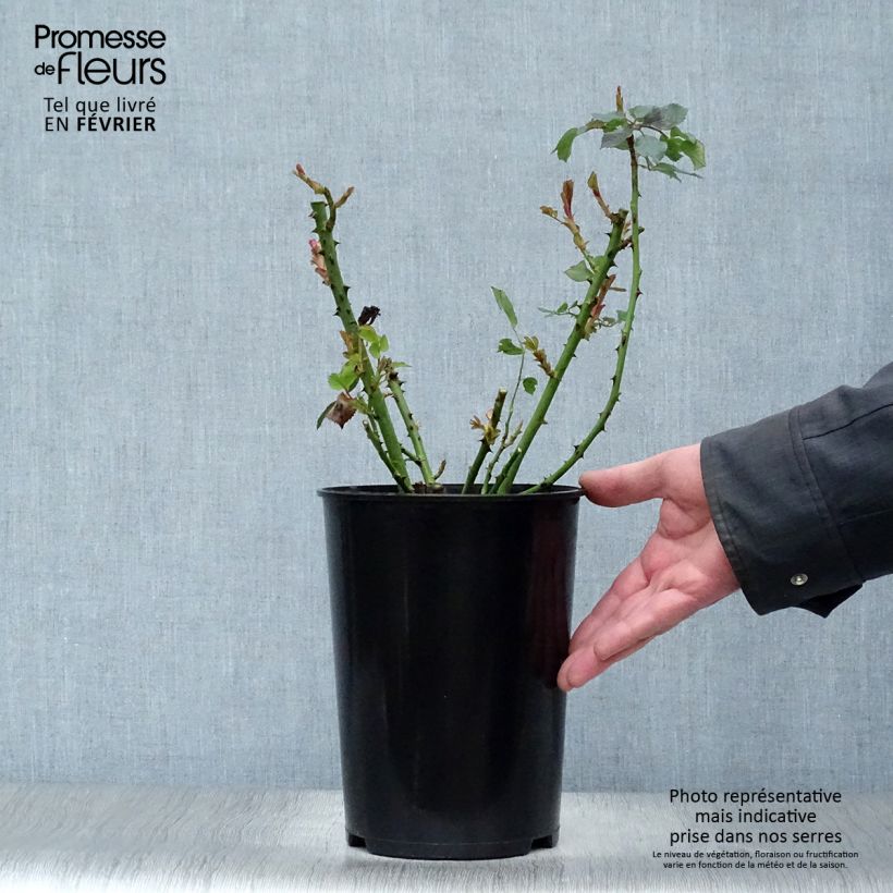 Spécimen de Rosier à grandes fleurs Clair Renaissance Pot de 4L/5L tel que livré en hiver