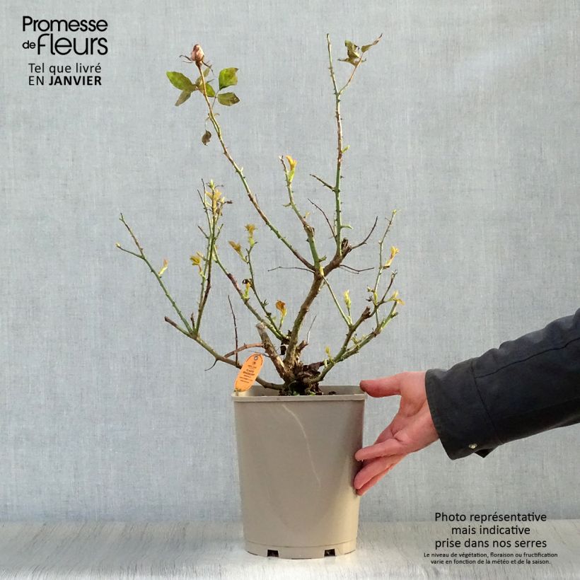 Spécimen de Rosier à grandes fleurs Claude Brasseur Pot de 4L/5L tel que livré en hiver