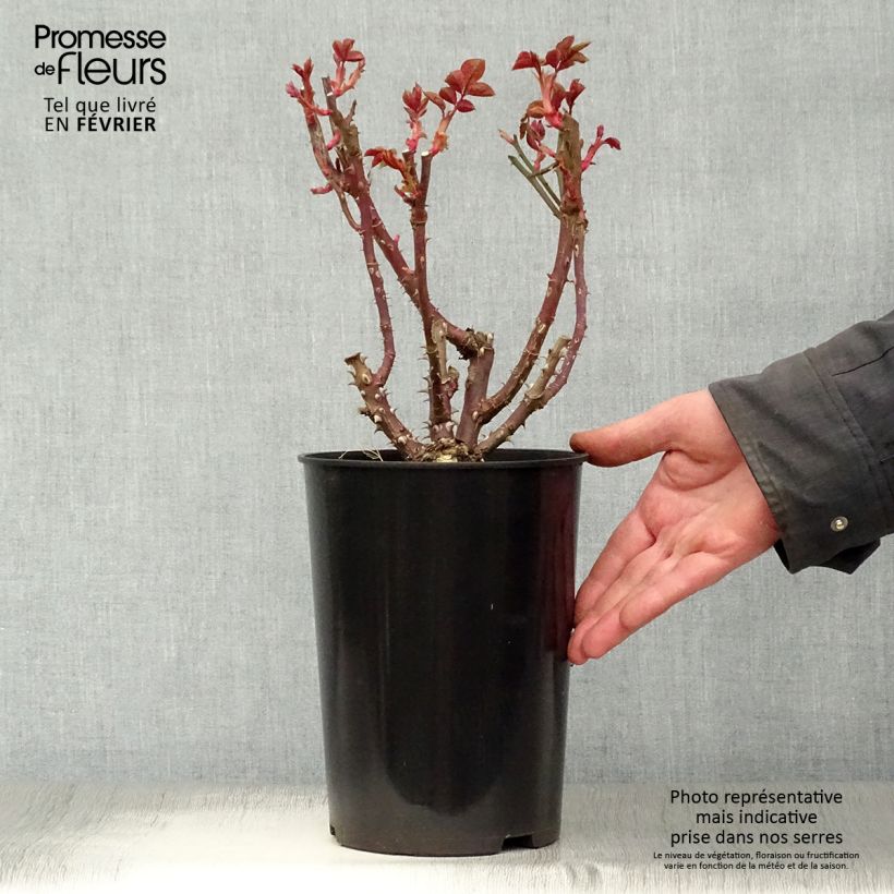 Spécimen de Rosier à grandes fleurs Courage Pot de 4L/5L tel que livré en hiver