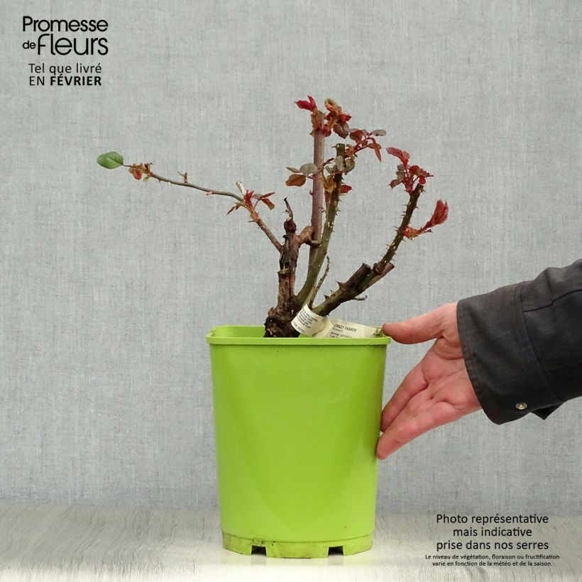 Spécimen de Rosier à grandes fleurs Crazy Fashion Pot de 4L/5L tel que livré en hiver