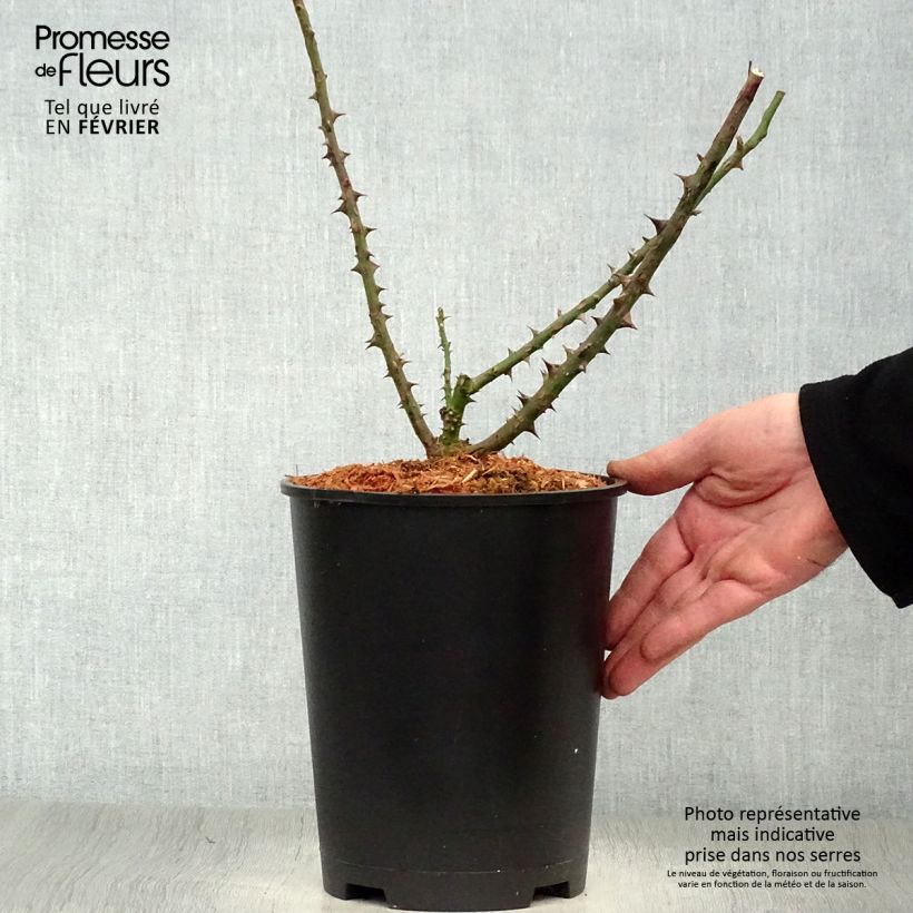 Spécimen de Rosier à grandes fleurs Dame de Coeur Pot de 4L/5L tel que livré en hiver