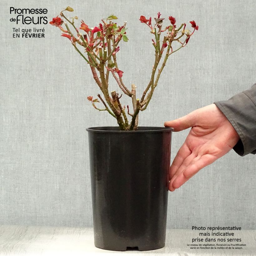 Spécimen de Rosier à grandes fleurs Elaine Paige Pot de 4L/5L tel que livré en hiver