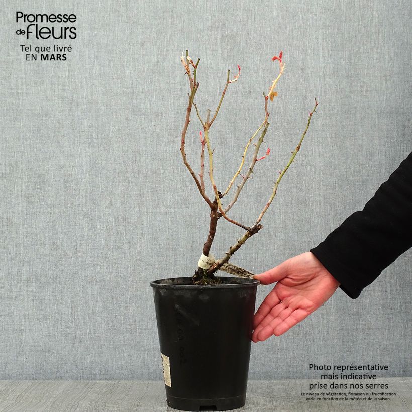 Spécimen de Rosier à grandes fleurs Eriko Takeda Pot de 4L/5L tel que livré en hiver