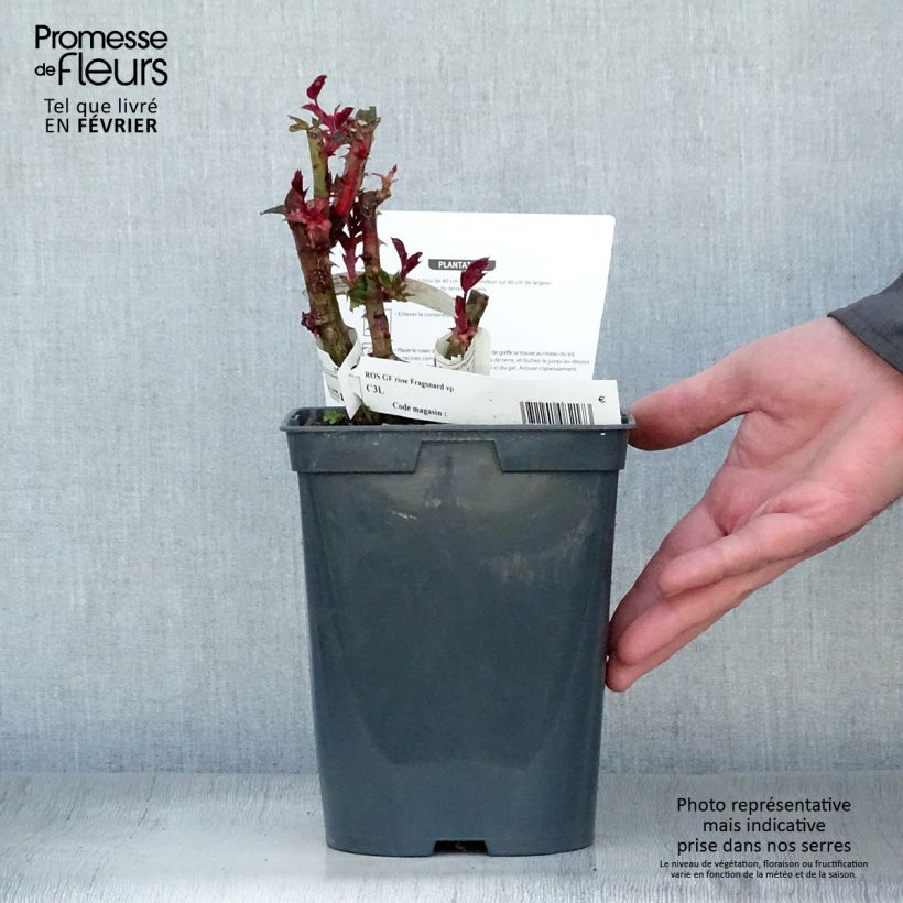 Spécimen de Rosier à grandes fleurs Fragonard Pot de 3L/4L tel que livré en hiver