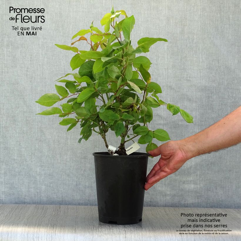 Spécimen de Rosier à grandes fleurs Gérard Depardieu Pot de 4L/5L tel que livré au printemps