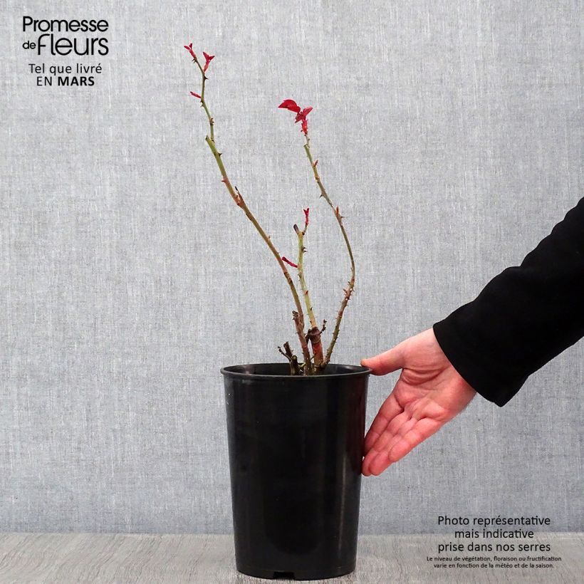 Spécimen de Rosier à grandes fleurs Grande Amore Pot de 4L/5L tel que livré en hiver
