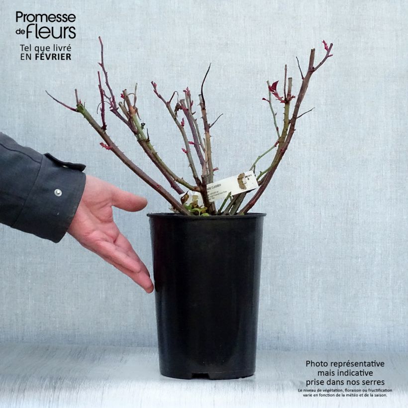 Spécimen de Rosier à grandes fleurs Grande Classe Pot de 4L/5L tel que livré en hiver