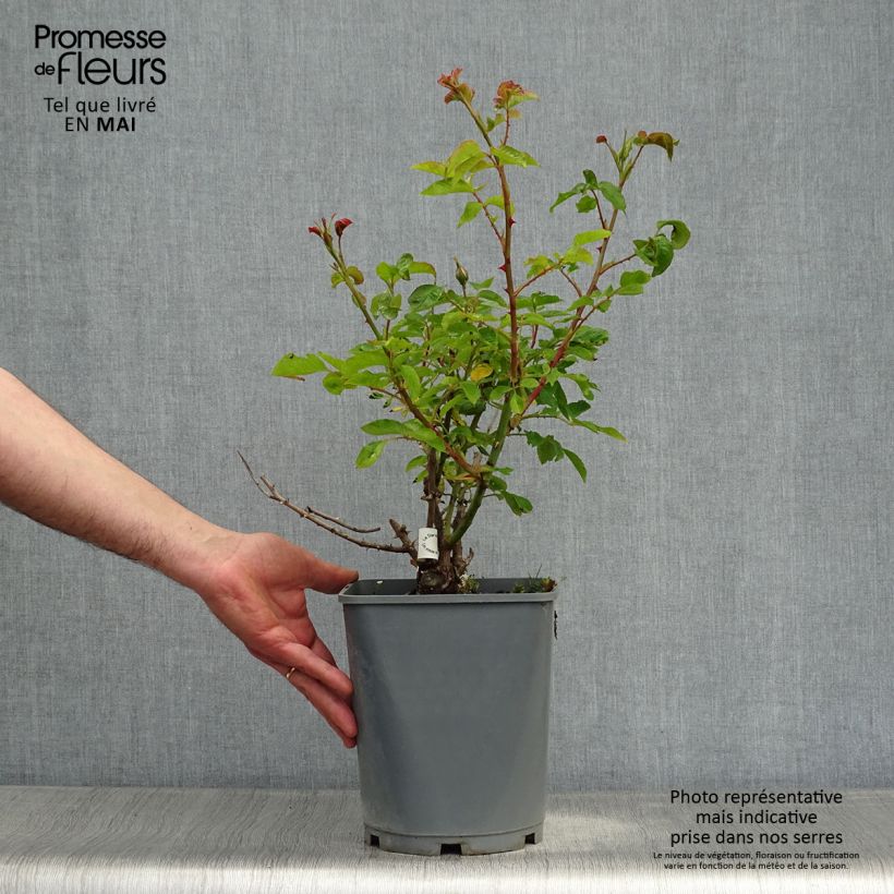 Spécimen de Rosier à grandes fleurs Guillaume Gomez Pot de 4L/5L tel que livré au printemps