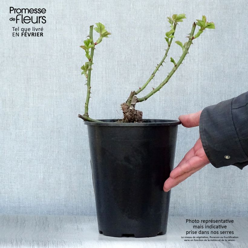 Spécimen de Rosier à grandes fleurs Ibiza Pot de 4L/5L tel que livré en hiver