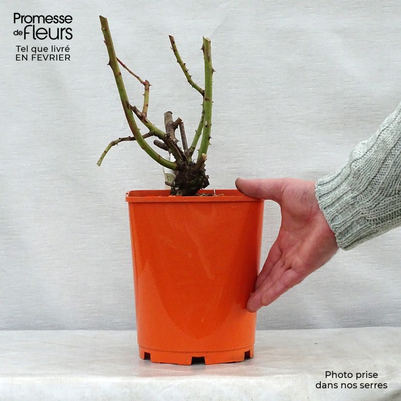 Spécimen de Rosier à grandes fleurs Jingle Bells Pot de 4L/5L tel que livré en hiver