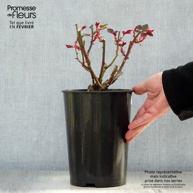 Spécimen de Rosier à grandes fleurs Just Joey Pot de 4L/5L tel que livré en hiver
