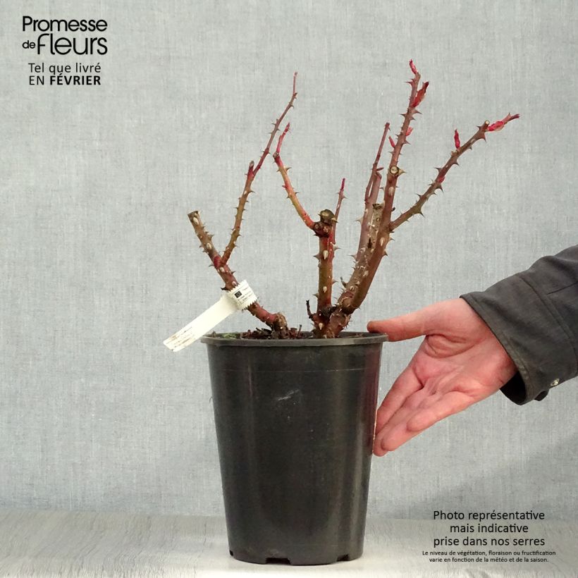 Spécimen de Rosier à grandes fleurs La rose Monsieur Pot de 4L/5L tel que livré en hiver