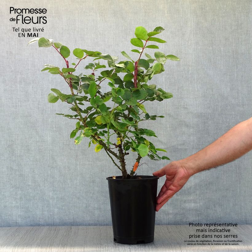 Spécimen de Rosier à grandes fleurs Laeticia Casta Pot de 4L/5L tel que livré au printemps