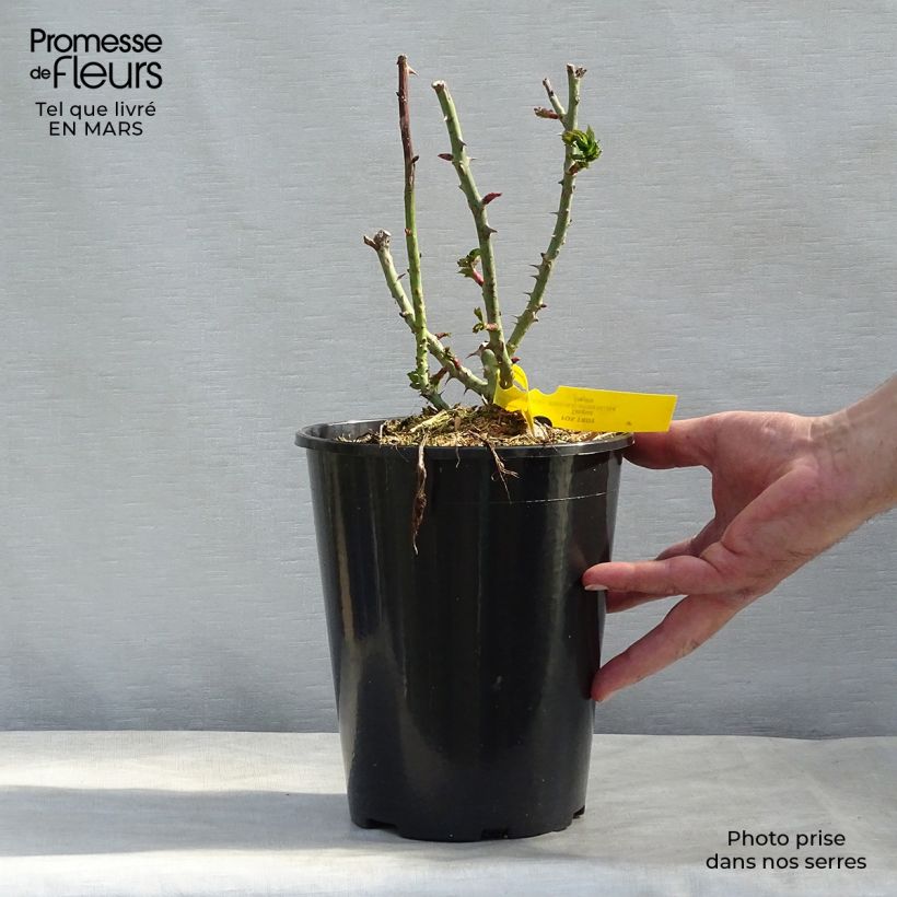 Spécimen de Rosier à grandes fleurs Les Années Folles Fox Trot Pot de 4L/5L tel que livré en hiver