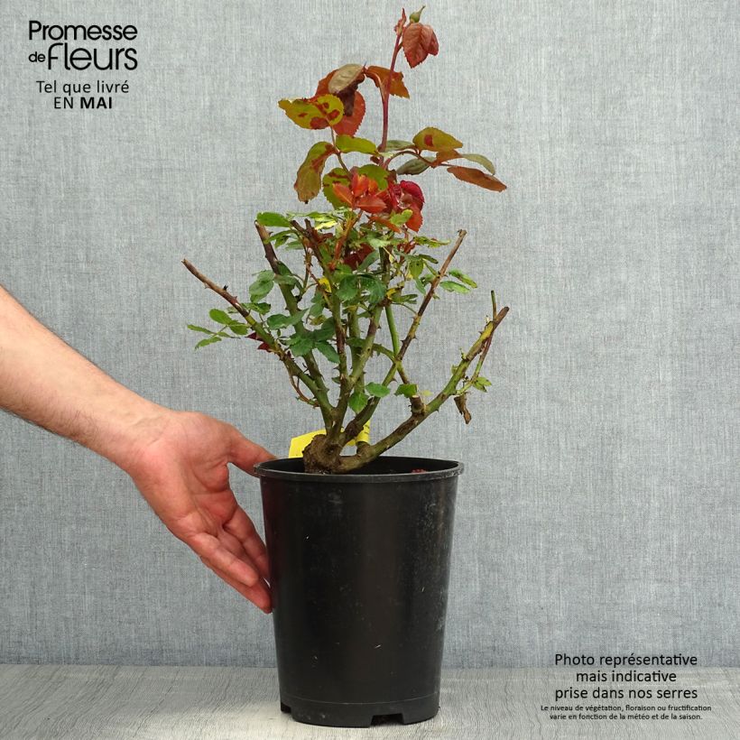 Spécimen de Rosier à grandes fleurs Les Années Folles Mistinguett Pot de 4L/5L tel que livré au printemps