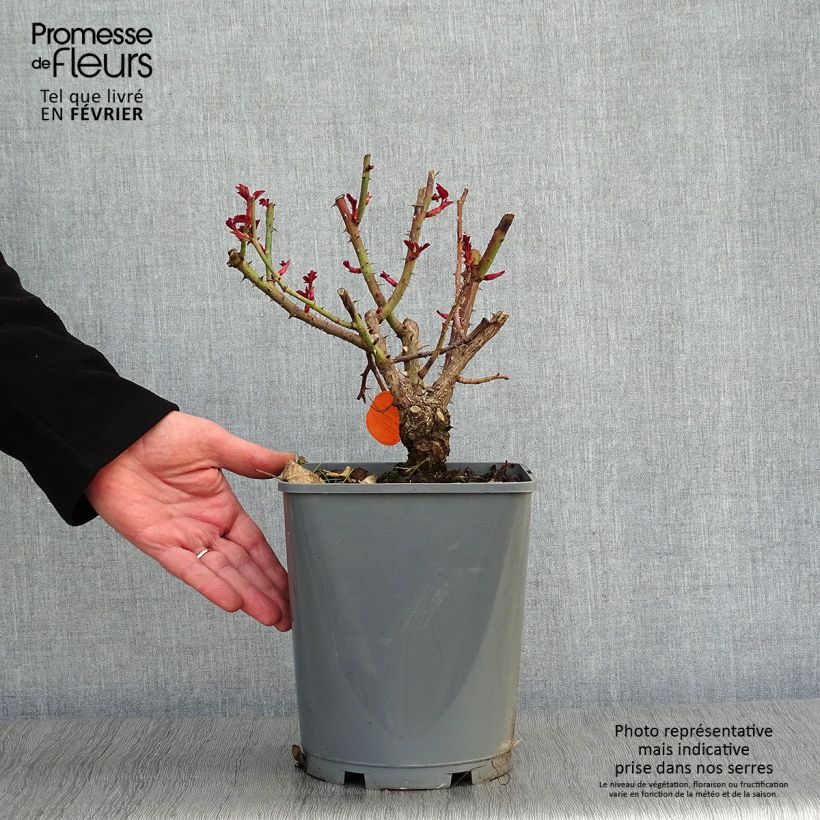 Spécimen de Rosier à grandes fleurs Line Renaud Pot de 4L/5L tel que livré en hiver