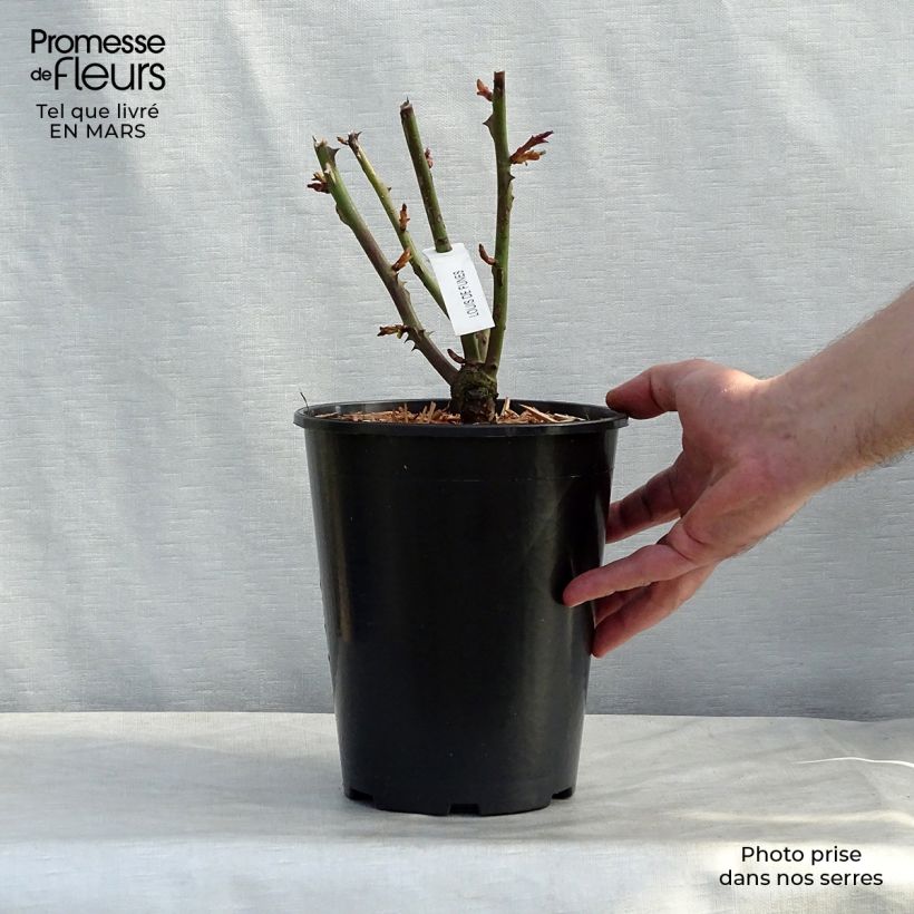 Spécimen de Rosier à grandes fleurs Louis de Funes Pot de 4L/5L tel que livré en hiver