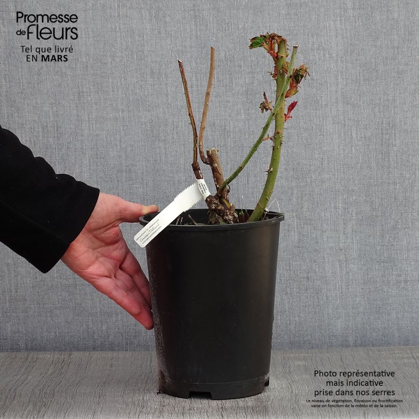 Spécimen de Rosier à grandes fleurs Marc Chagall Pot de 3L/4L tel que livré en hiver
