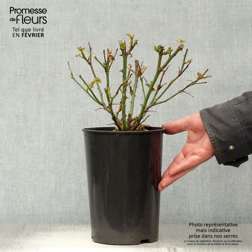 Spécimen de Rosier à grandes fleurs Mme A. Meilland (Peace) Pot de 4L/5L tel que livré en hiver