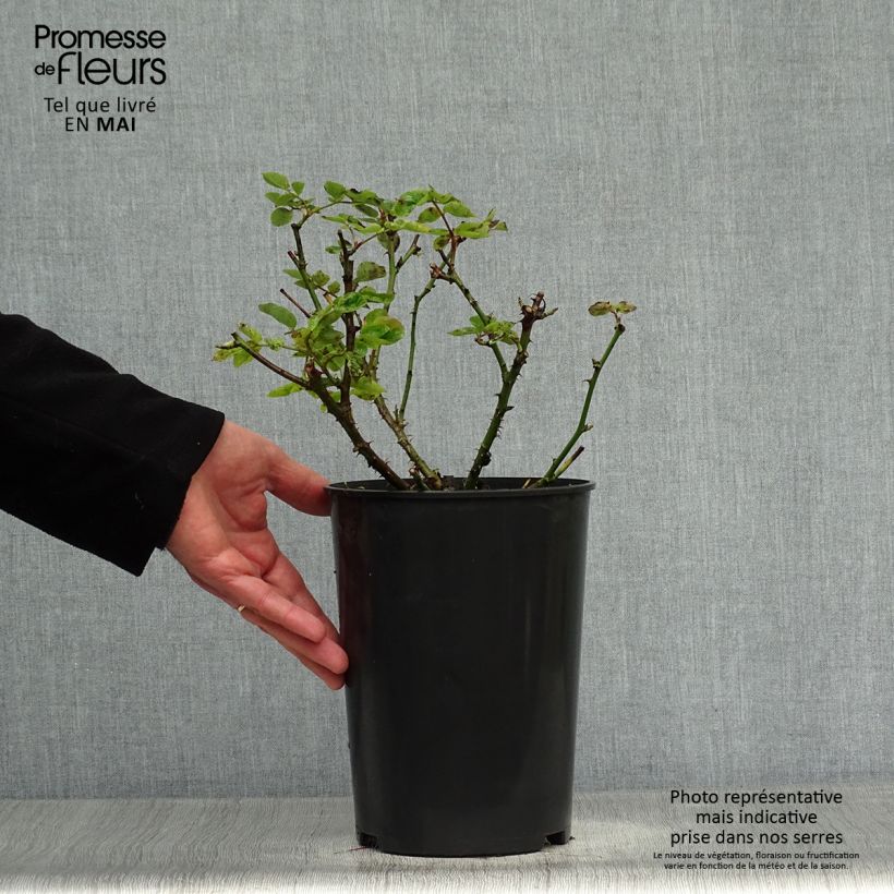 Spécimen de Rosier à grandes fleurs Mme A. Meilland (Peace) Pot de 4L/5L tel que livré au printemps