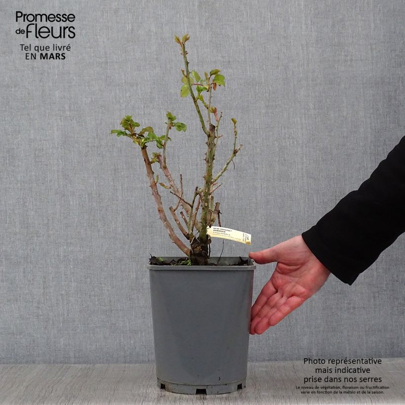 Spécimen de Rosier à grandes fleurs New Imagine Pot de 4L/5L tel que livré en hiver