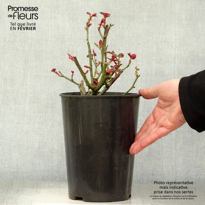 Spécimen de Rosier à grandes fleurs Nuage Parfumé (Duftwolke) Pot de 3L/4L tel que livré en hiver