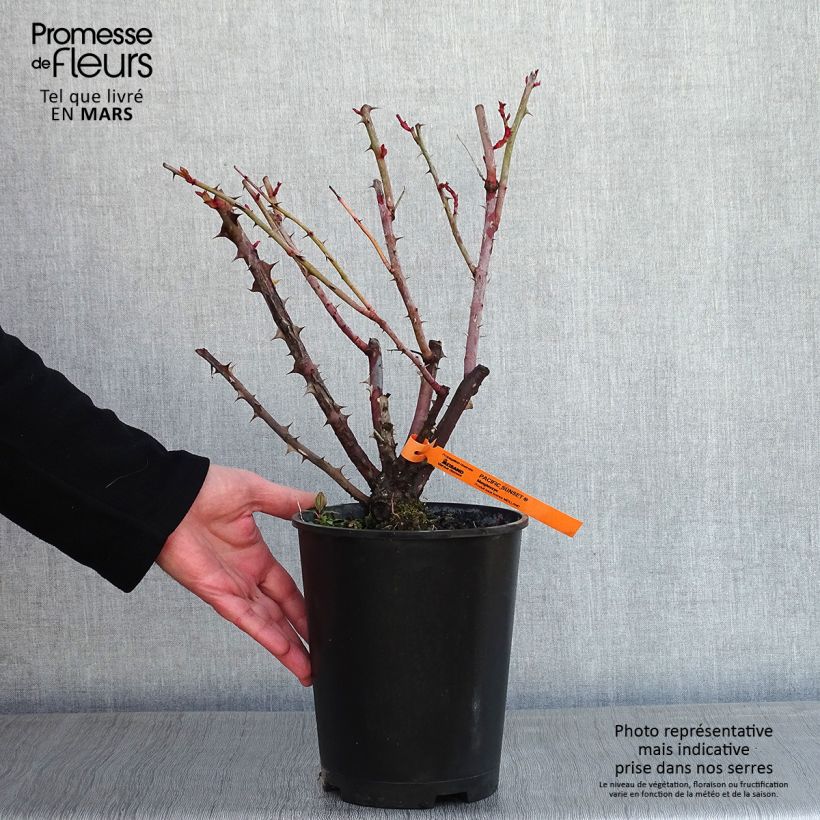Spécimen de Rosier à grandes fleurs Pacific Sunset  Pot de 4L/5L tel que livré en hiver
