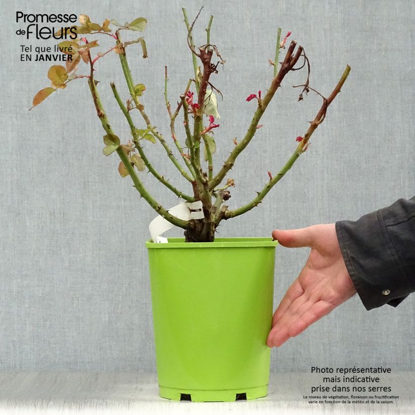 Spécimen de Rosier à grandes fleurs Pape Jean-Paul II Pot de 4L/5L tel que livré en hiver
