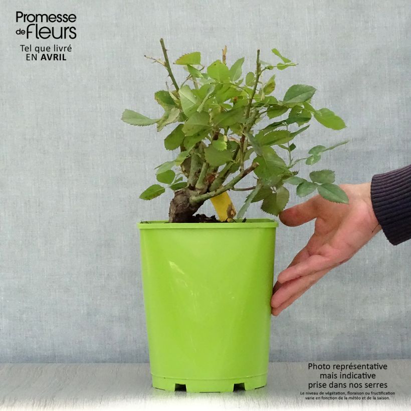 Spécimen de Rosier à grandes fleurs Pape Jean-Paul II Pot de 4L/5L tel que livré au printemps