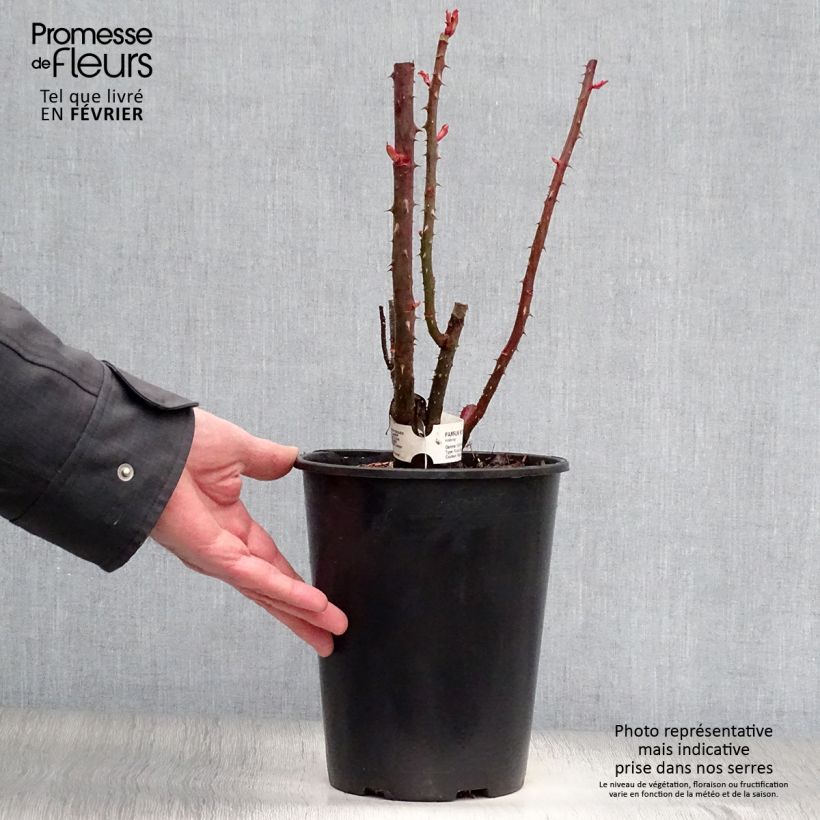 Spécimen de Rosier à grandes fleurs Parfum Royal Pot de 4L/5L tel que livré en hiver
