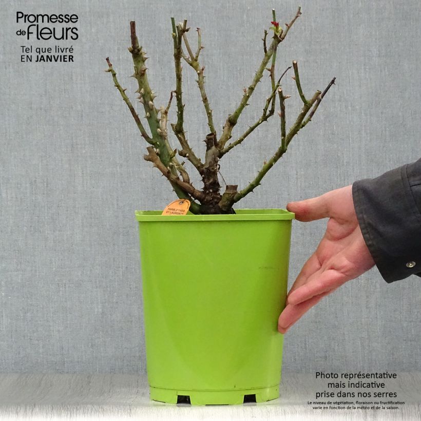 Spécimen de Rosier à grandes fleurs Paris d'Yves Saint-Laurent Pot de 4L/5L tel que livré en hiver
