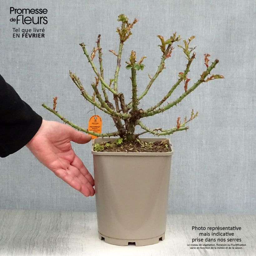 Spécimen de Rosier à grandes fleurs Pink Eureka Pot de 4L/5L tel que livré en hiver